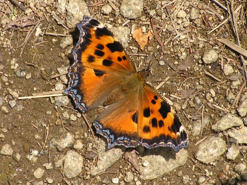 大蔵高丸・ハマイバ丸 -- ヒオドシチョウが足下で開いてくれた！