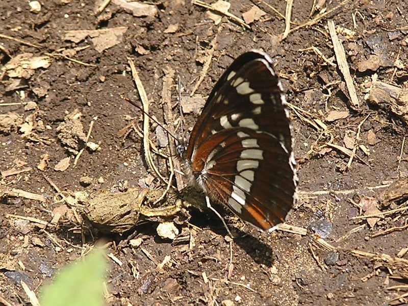 大蔵高丸・ハマイバ丸 -- フタスジチョウ