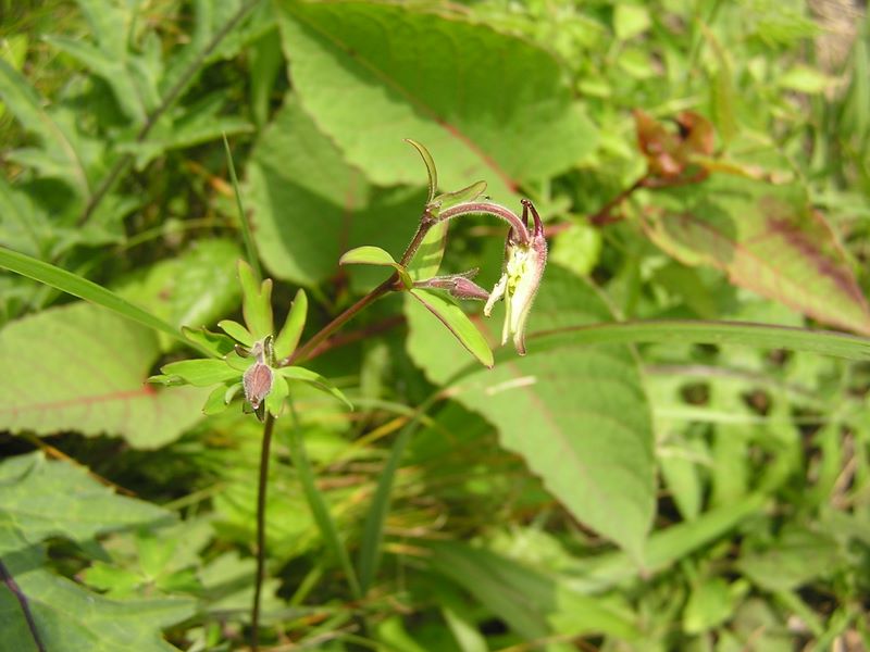 大蔵高丸・ハマイバ丸 -- キバナノヤマオダマキでしょうか？