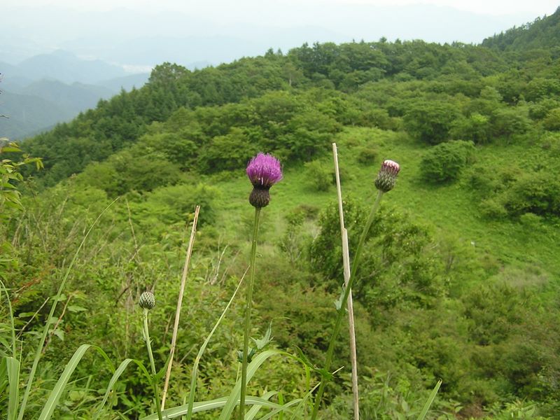 p6260391.jpg (large)