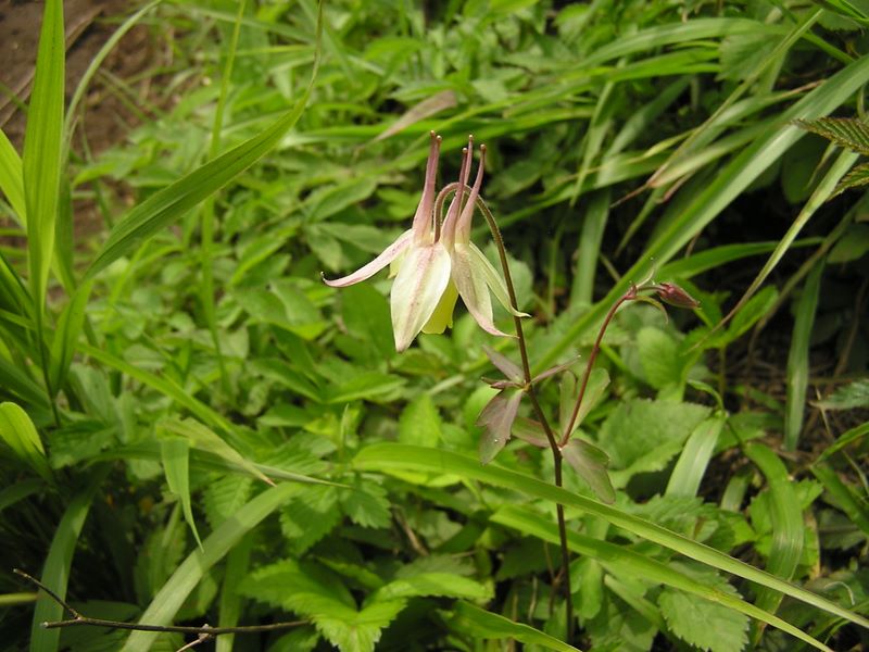 大蔵高丸・ハマイバ丸 -- キバナノヤマオダマキ