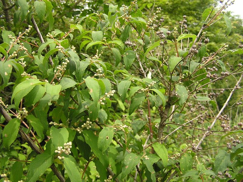 大蔵高丸・ハマイバ丸 -- 白い実と黒い実