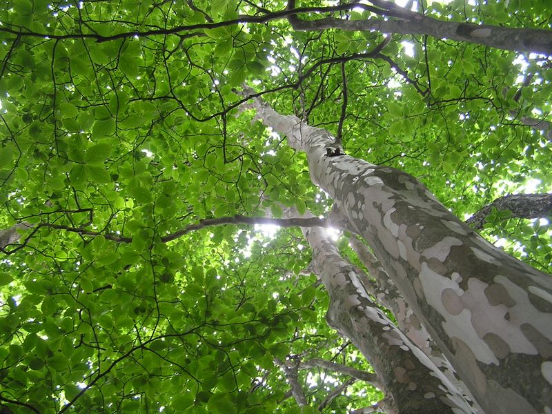 大蔵高丸・ハマイバ丸 -- ヒメシャラかな