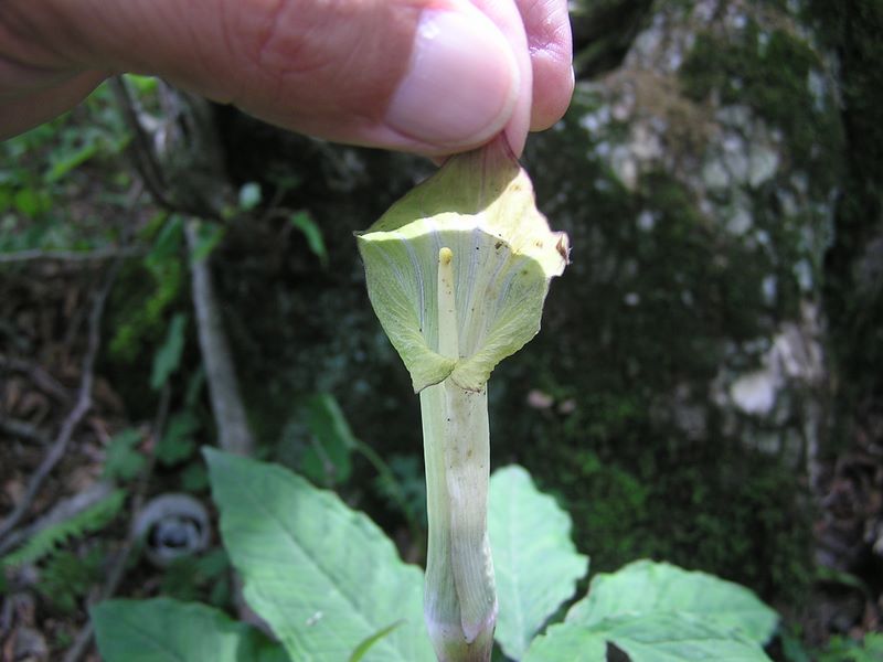 大蔵高丸・ハマイバ丸 -- 帽子を持ち上げてみると