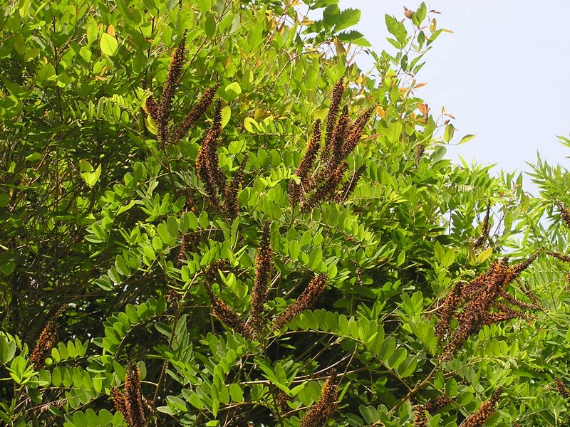 大蔵高丸・ハマイバ丸 -- ミドリヒョウモン（♂）