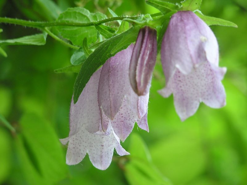 大蔵高丸・ハマイバ丸 -- ホタルブクロ接写