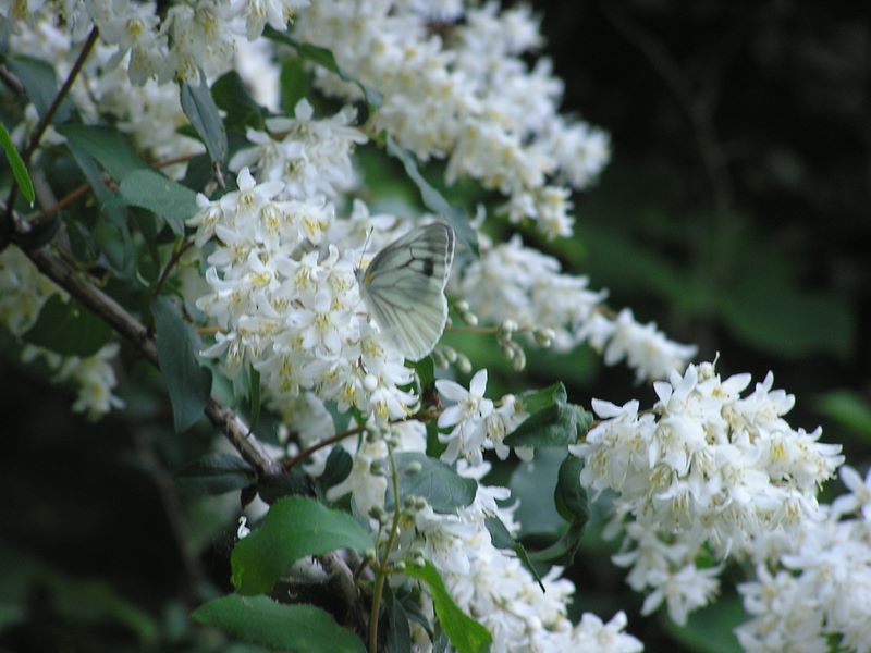 大蔵高丸・ハマイバ丸 -- ウツギとスジグロシロチョウ