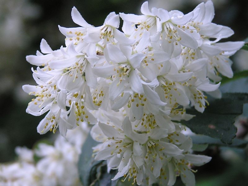 大蔵高丸・ハマイバ丸 -- ウツギ