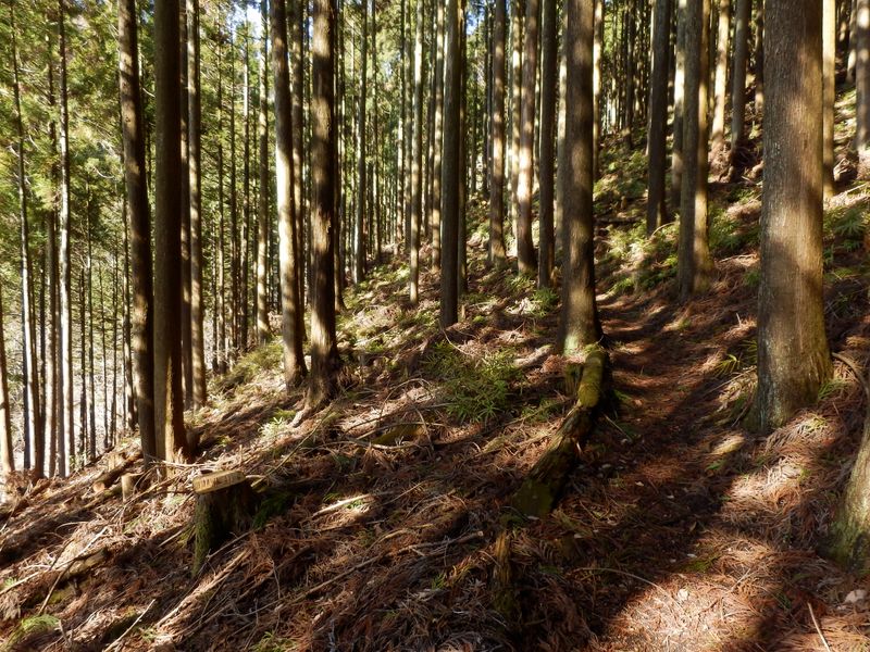 落ち葉でフカフカの道