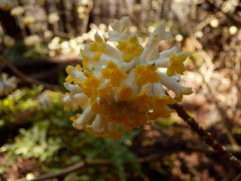 ミツマタの咲き残り