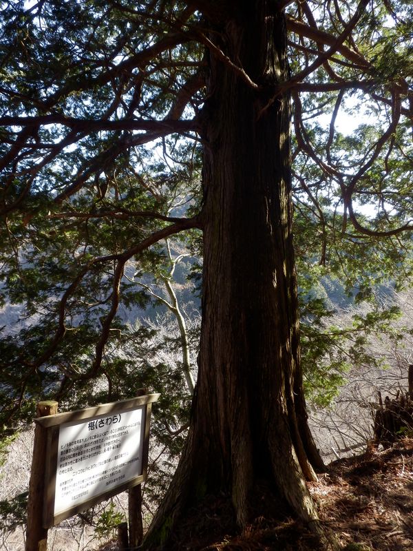 堂々たる椹（さわら）