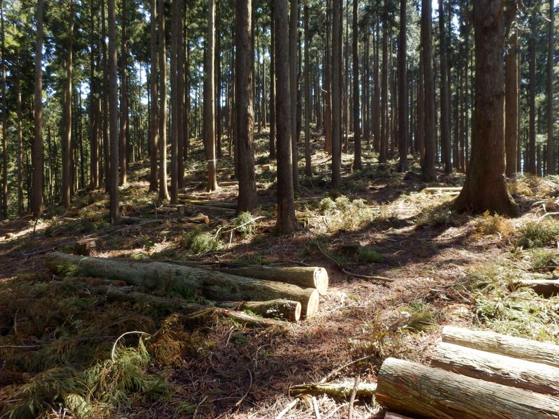 下りて来た尾根