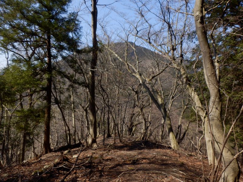 この先は下れないので右へトラバース