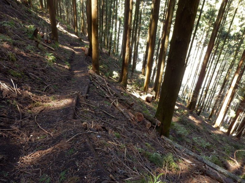 仕事道をどんどん下りて