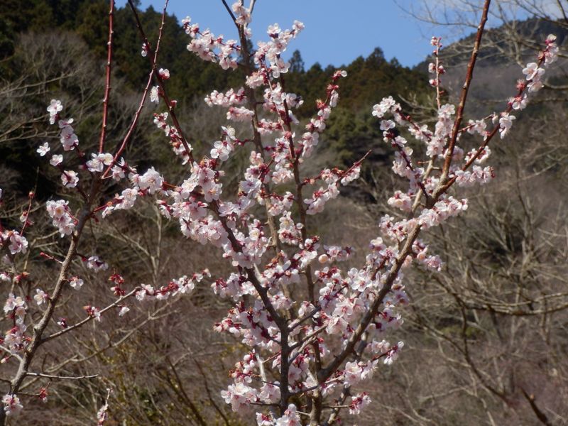 花が一段と麗しく見える
