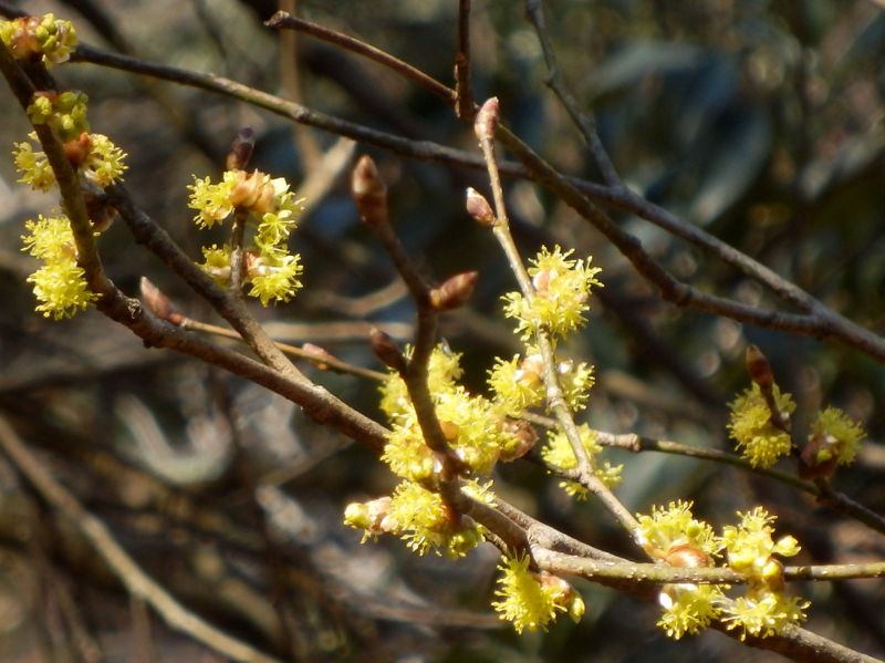 ダンコウバイも