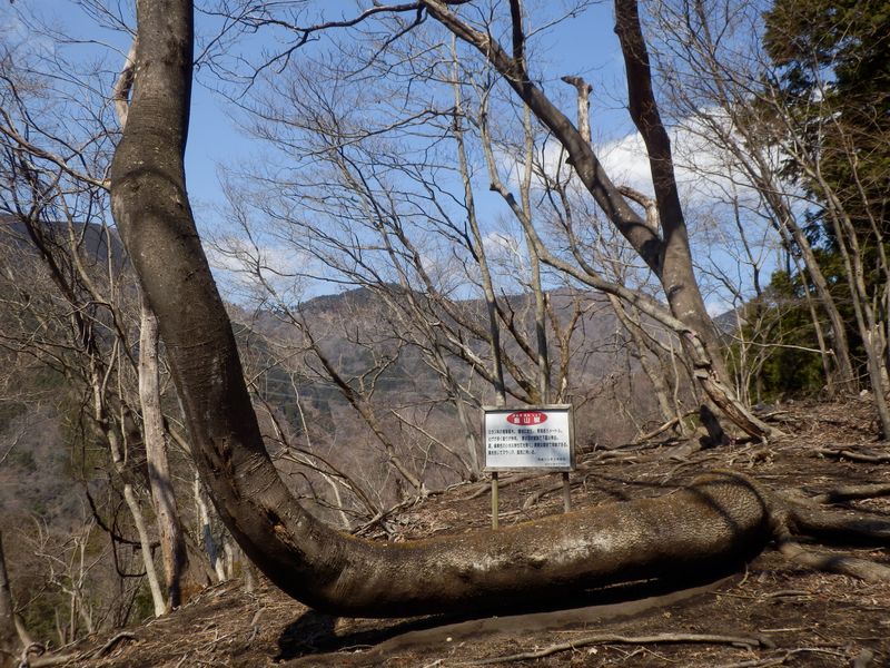 カラスザンショウの木