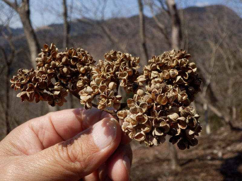 カラスザンショウの種が少し残っていた