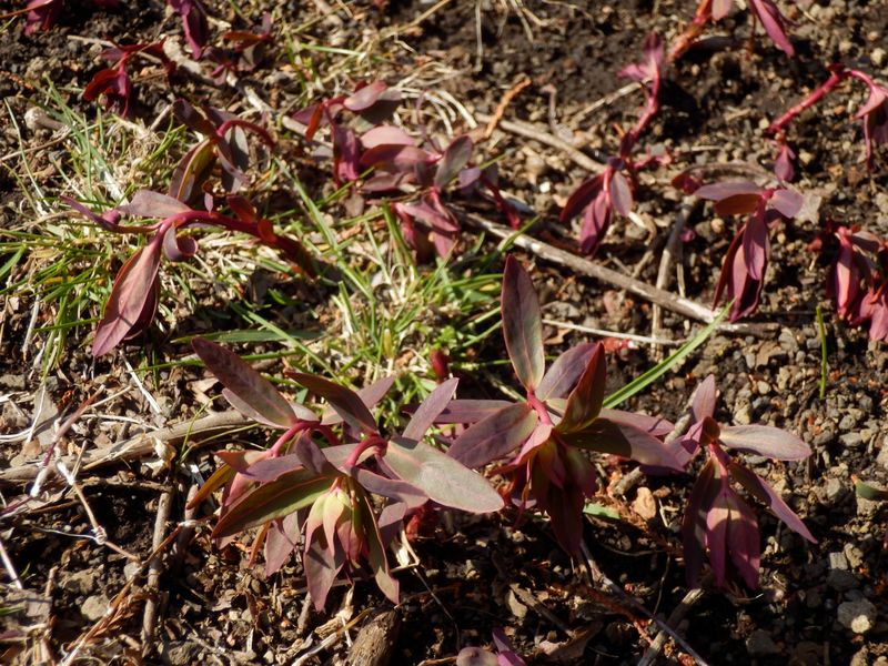 赤紫の芽とつぼみ
