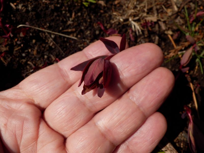 つぼみはこのサイズ