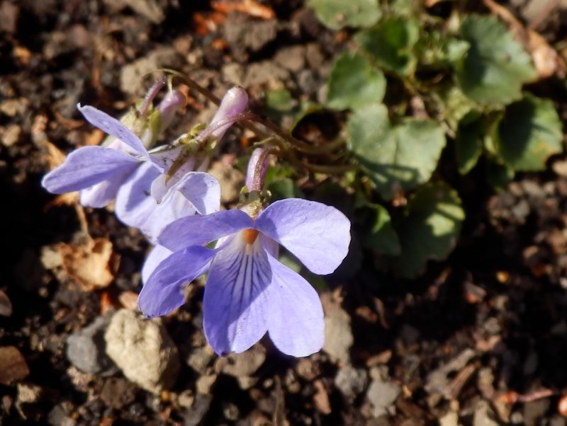タチツボスミレかな