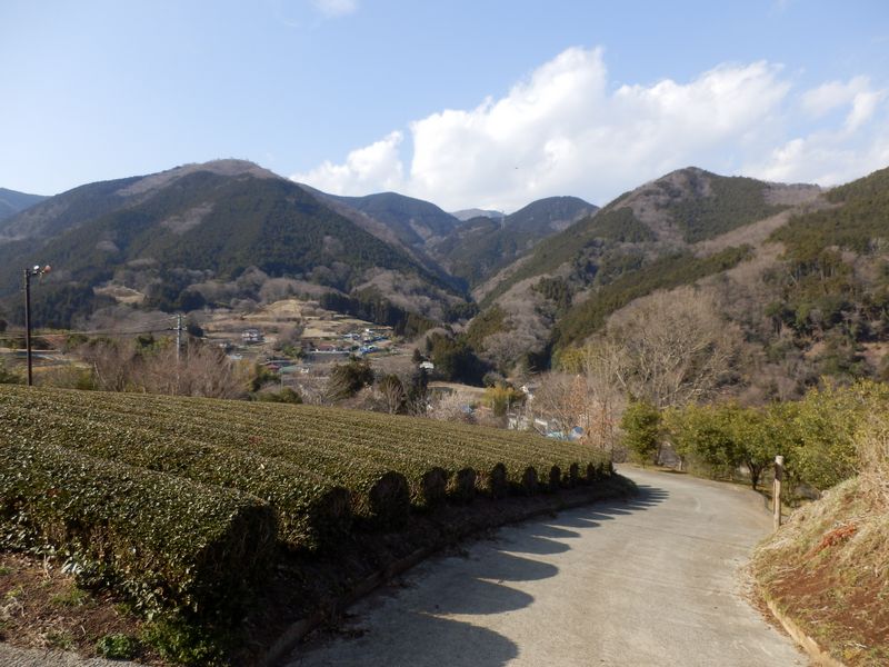 丸い頭がシダンゴ山かな