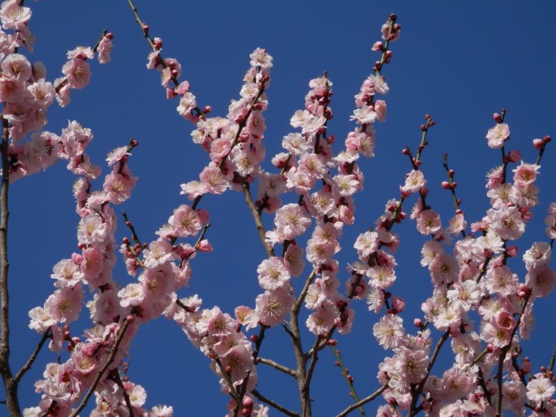 高尾梅郷遊歩道梅林にて