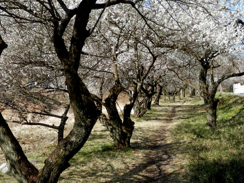 高尾梅郷遊歩道梅林