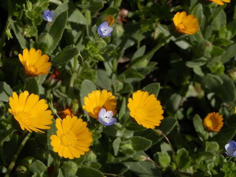 冬知らずとオオイヌノフグリ