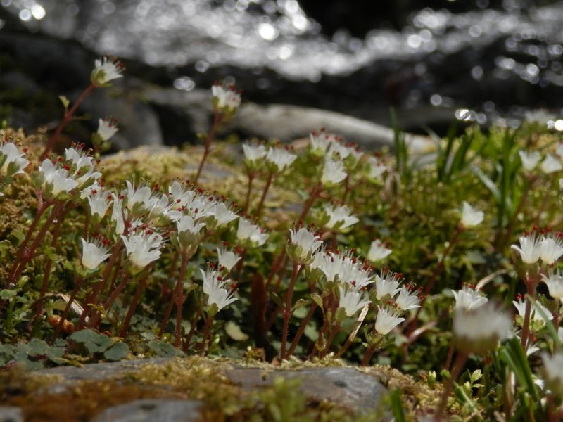 小下沢のハナネコノメ
