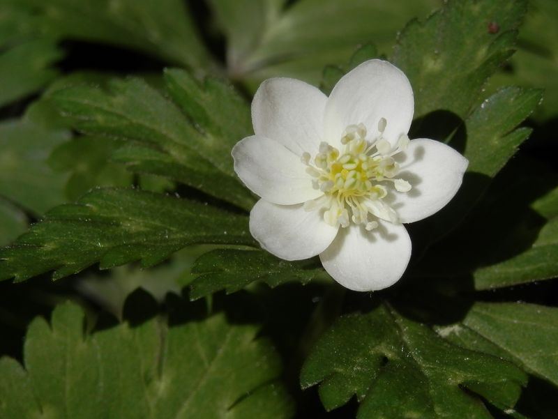 一輪咲きのニリンソウ