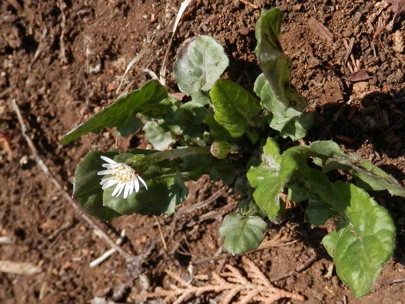 道端で踏まれて育ったようなセンボンヤリ