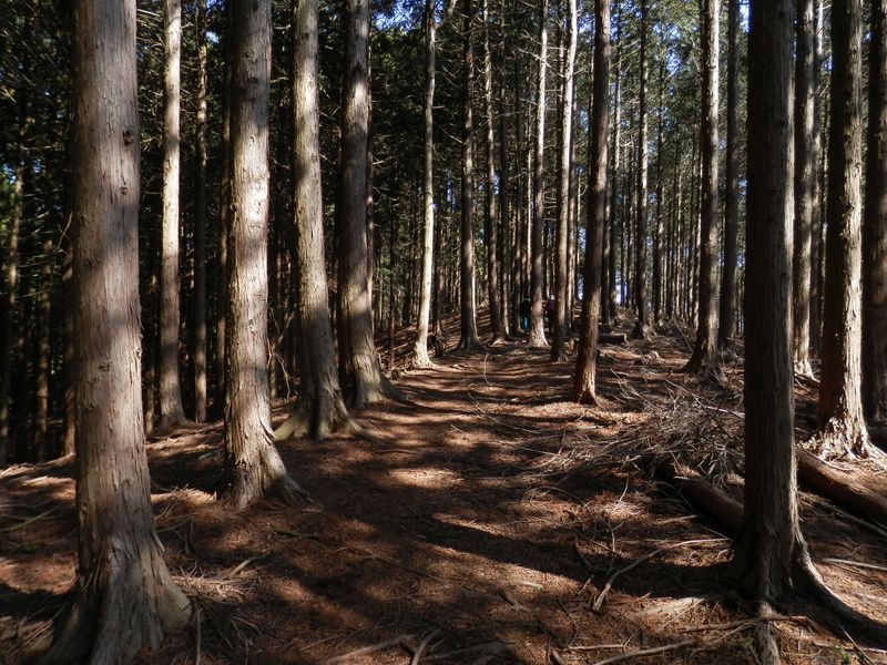 杉林の道を日影に向かう