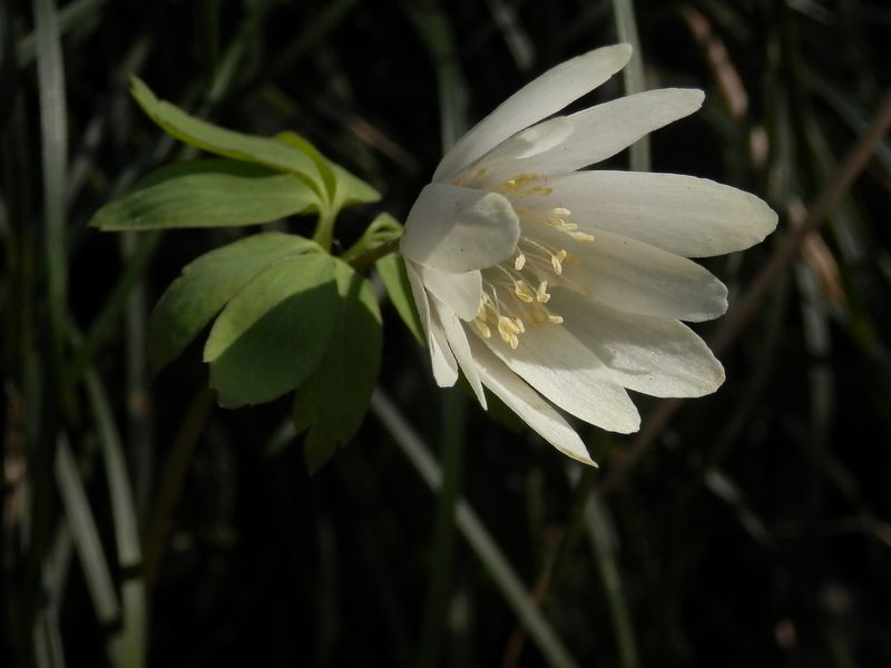 景信山・城山 -- アズマイチゲ