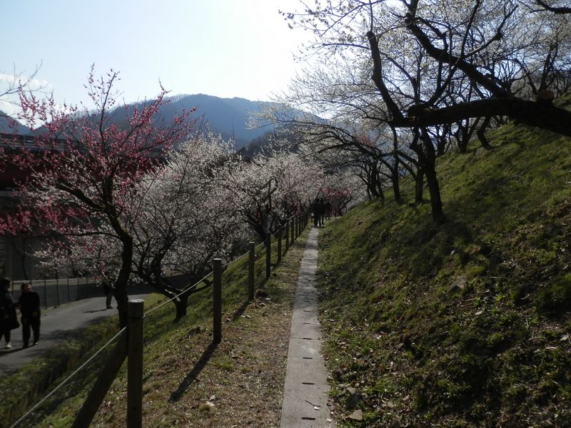 木下沢梅林に入園