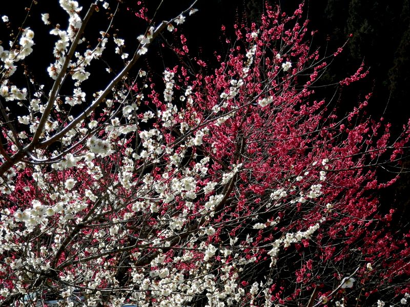 木下沢梅林内にて 2