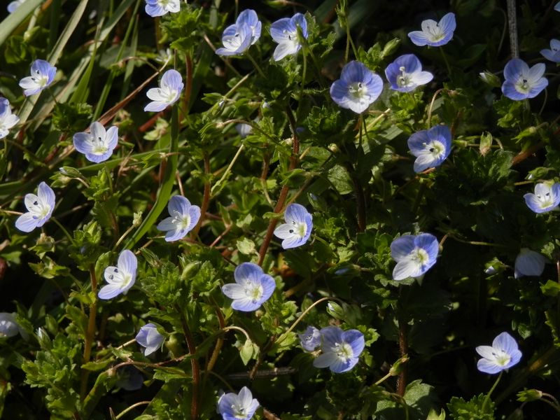 オオイヌノフグリ