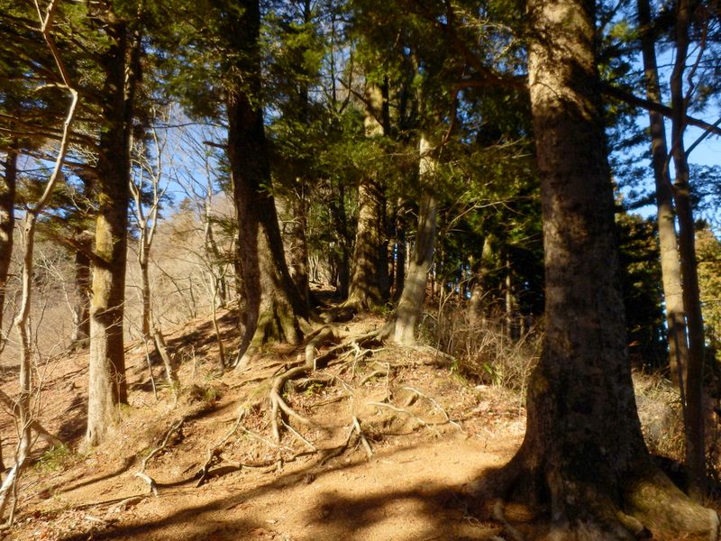 大きな樅の立ち並ぶ尾根