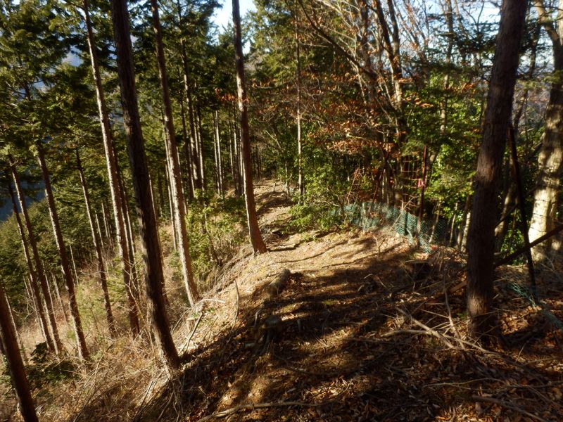 快適な尾根を下る