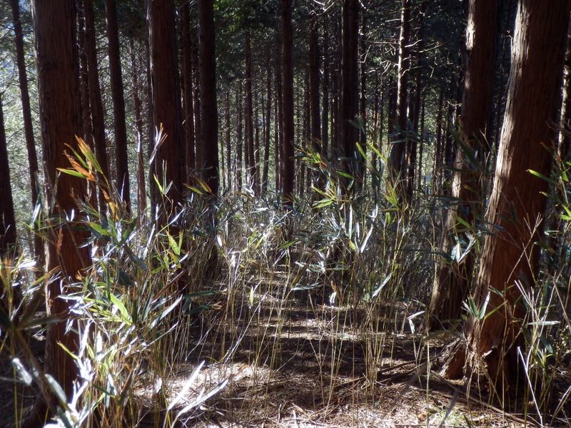 笹薮に突入