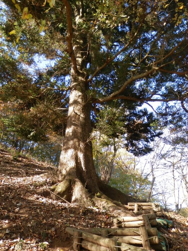 立派な樅の木