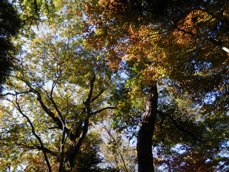 登るほどに紅葉や黄葉が鮮やかになる