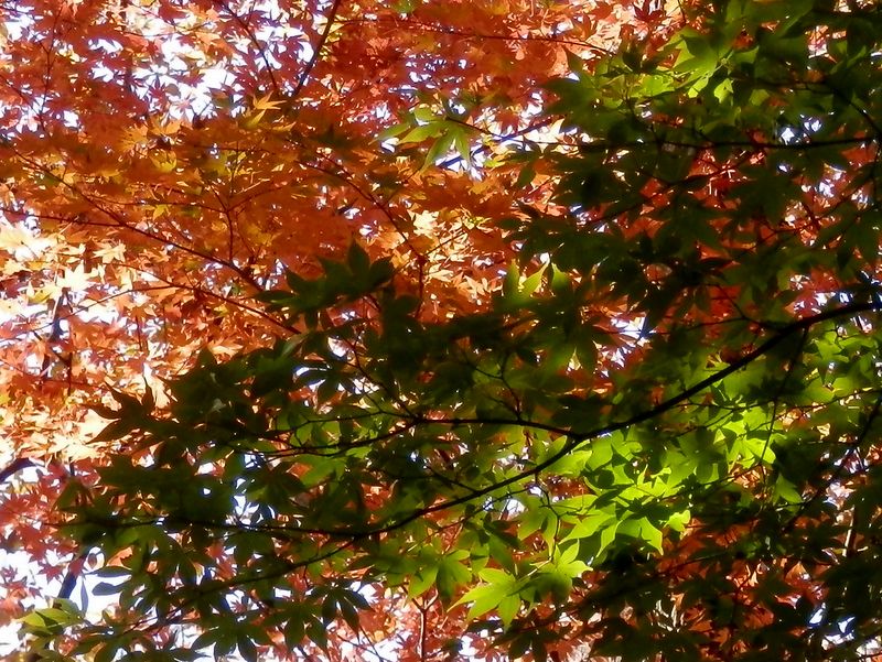 辺室山から南西の尾根を下る