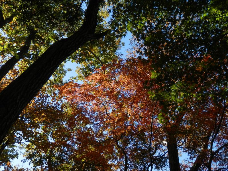 見上げると、こんな風に