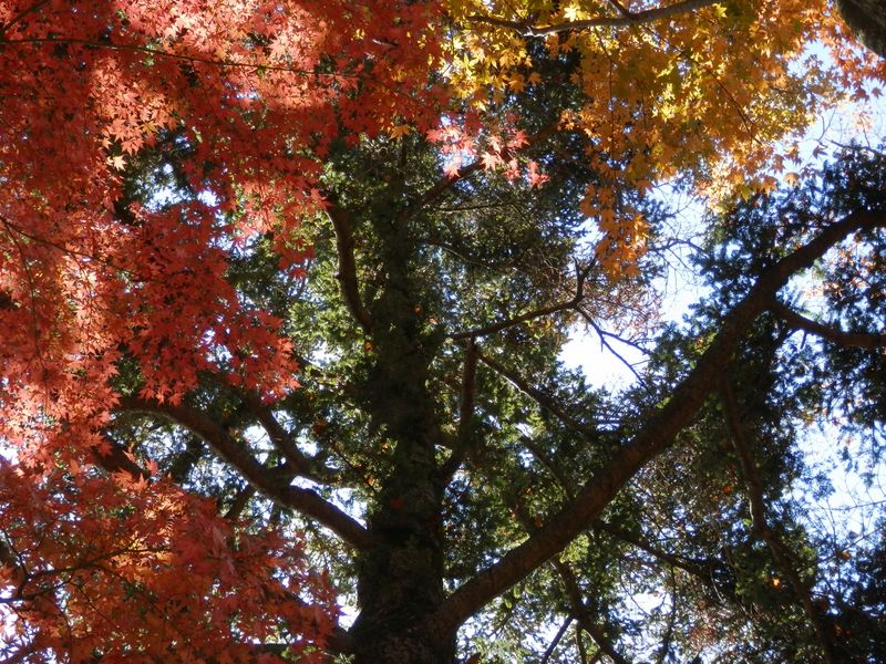 ここにも立派な樅の木