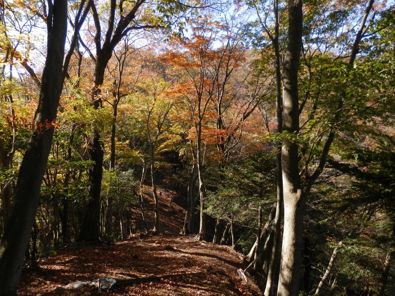 幅広の尾根を気分よく下る