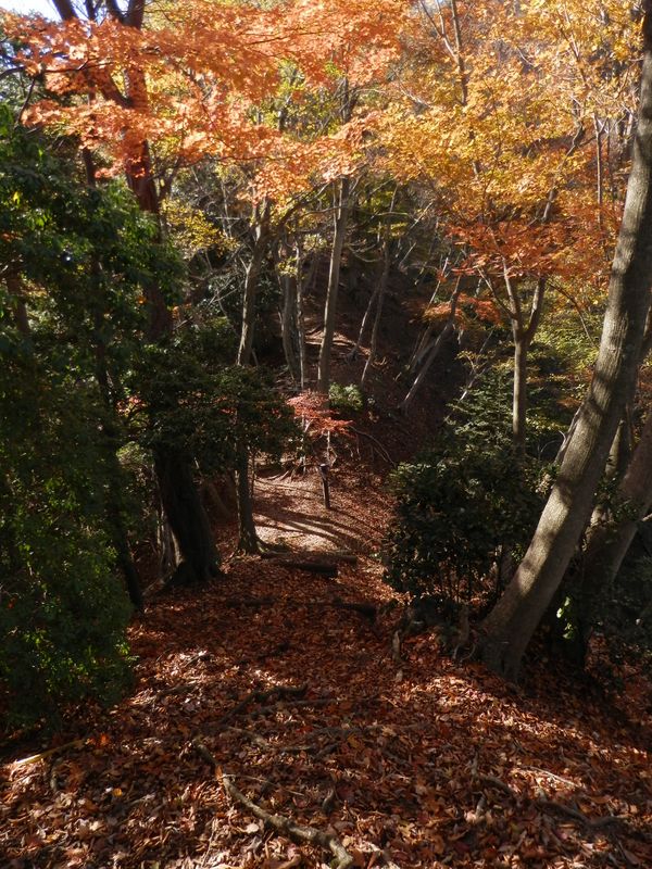 落葉をさくさく踏みしめて