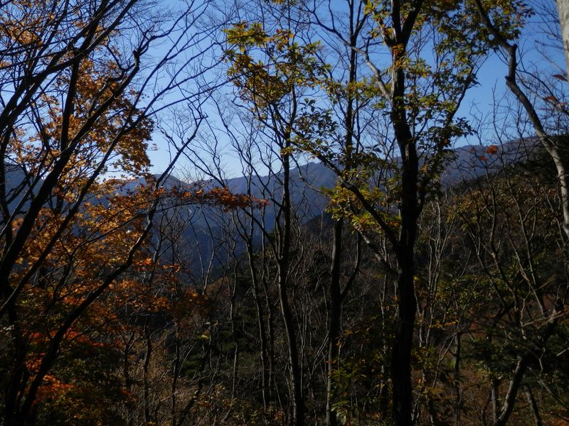 枝越しに丹沢表尾根が望める