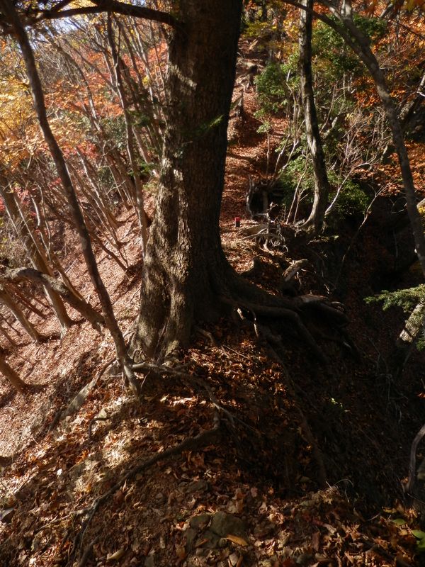やせ尾根に立ちはだかる樅の木