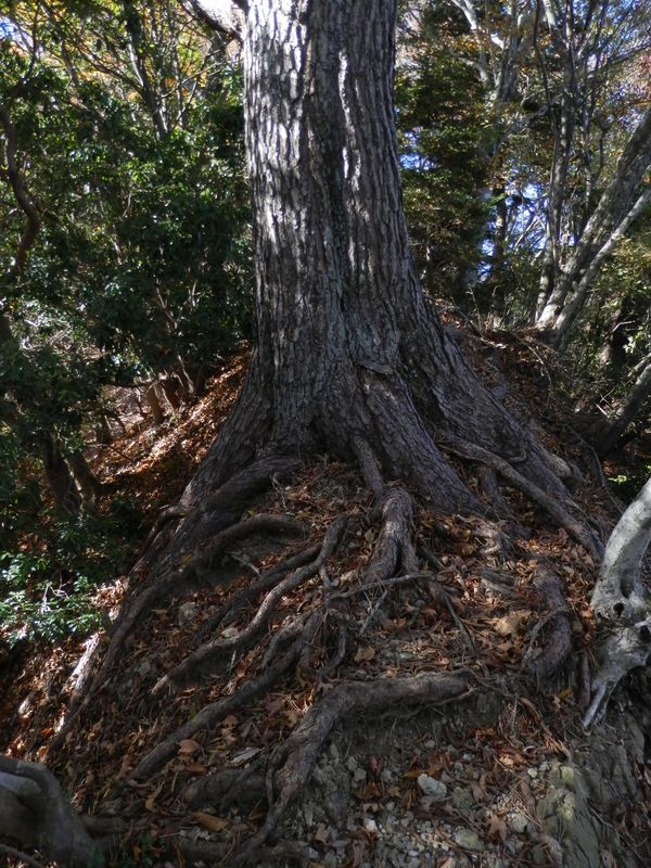 やせ尾根に立ちはだかる松の木